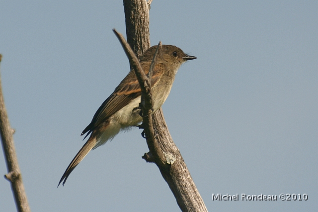 img_7045C.jpg - Moucherolle SP | SP Flycatcher