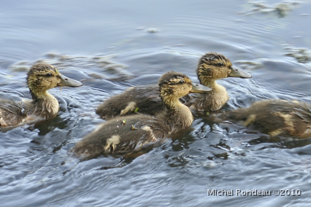 img_7087C.jpg - Petits Colverts | Little Mallards