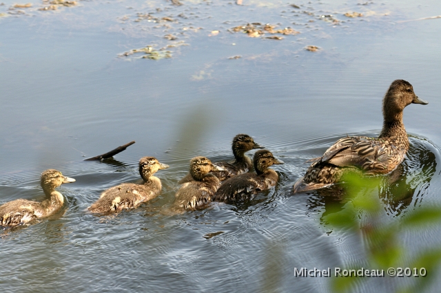 img_7089S.jpg - Petits Colverts avec Maman | Little Mallards with Mama