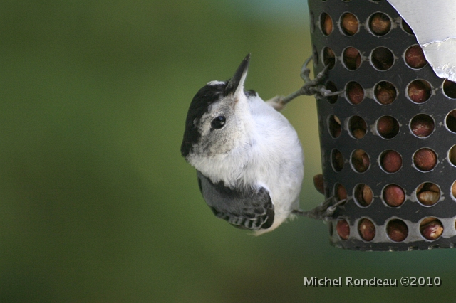 img_7125C.jpg - Sitelle à poitrine blanche | White breasted Nuthatch