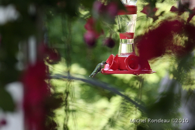 img_7196C.jpg - Enfin, mon Colibri | At last, My Hummingbird
