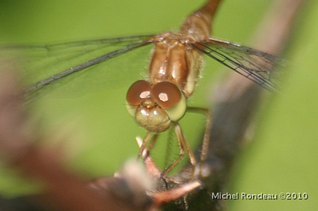 img_7289C.jpg - Libellule de près | Dragonfly close-up