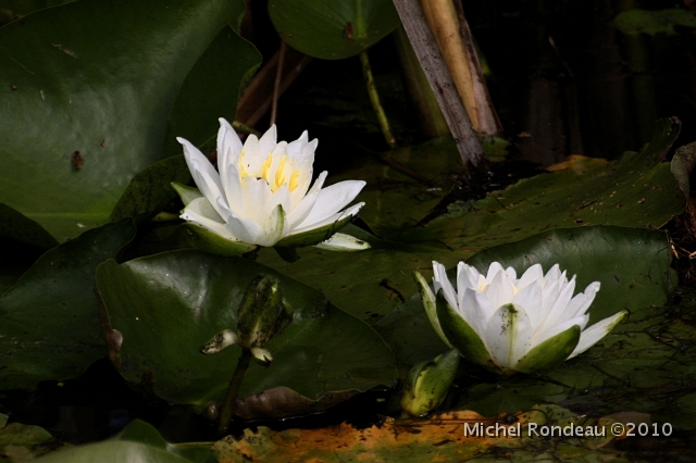 img_7343C.jpg - Nénuphare | Water Lily
