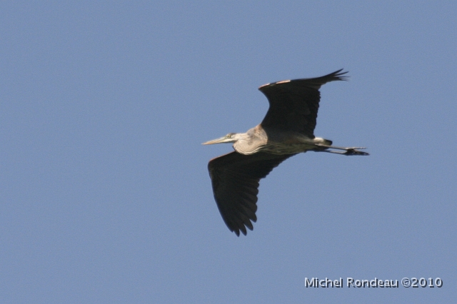 img_7408C.jpg - Grand héron | Great Blue Heron