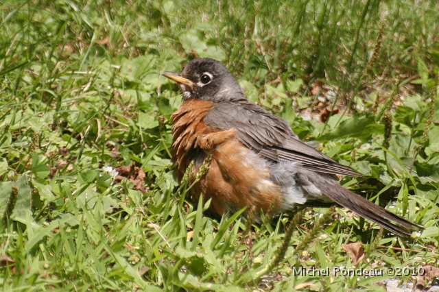 img_7448C.jpg - Merle d'Amérique prenant un bain de soleil American Robin sunbathing