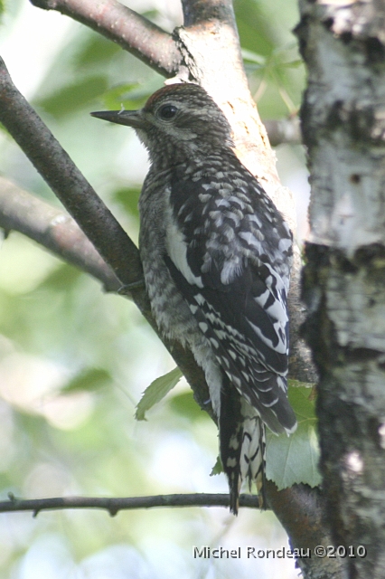 img_7507V.jpg - Pic maculé | Yellow-bellied Sapsucker