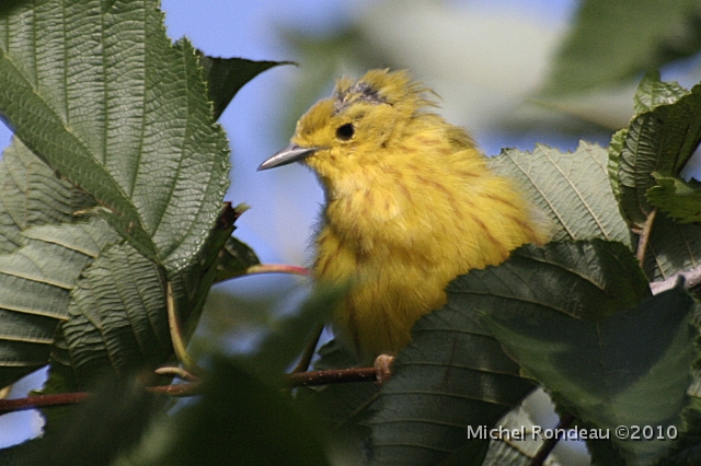 img_7518C.jpg - Jeune paruline jaune | Young Yellow Warbler