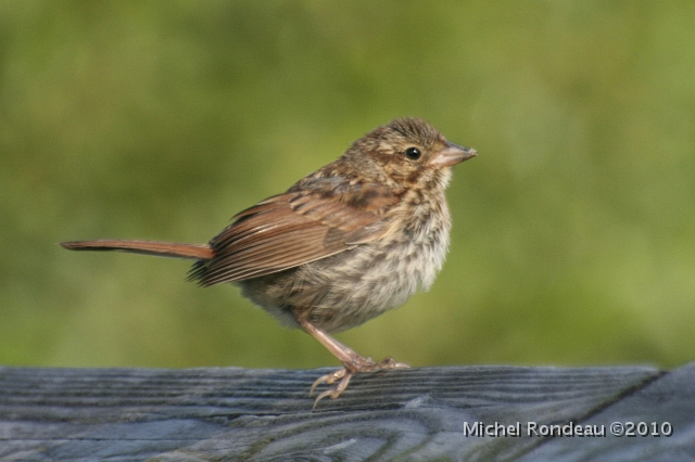 img_7520C.jpg - Jeune bruant chanteur | Young Song Sparrow