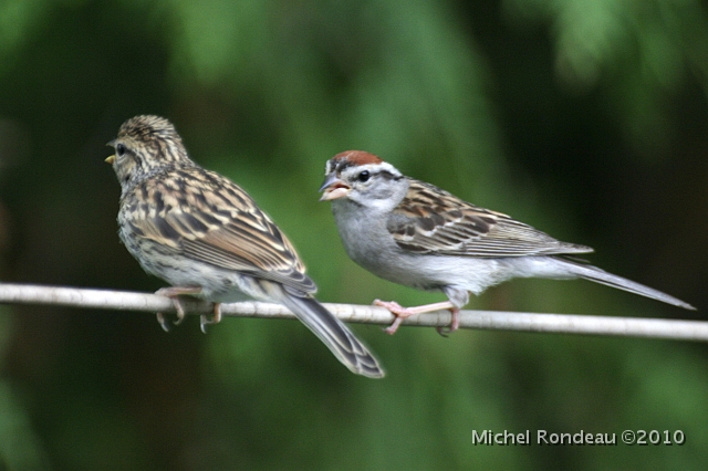 img_1368C.jpg - Bruant familier et son petit | Chipping Sparrow and offspring