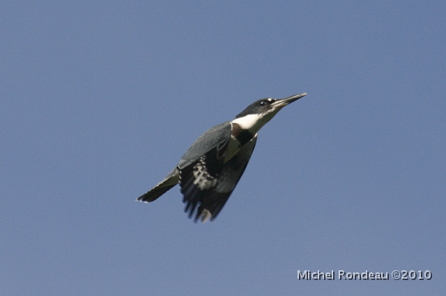 img_1660C.jpg - Martin-pêcheur... comme une balle | Belted Kingfisher... like a bullet