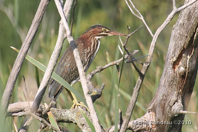 img_1740C.jpg - Jeune héron vert | Young Green Heron