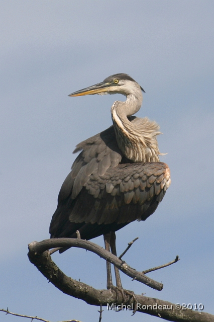 img_1816V.jpg - Grand héron | Great Blue Heron