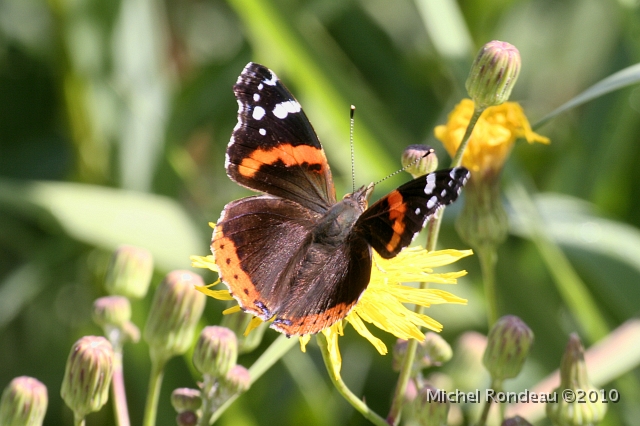 img_1871C.jpg - Papillon | Butterfly