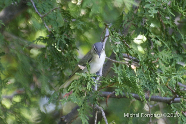 img_1915C.jpg - Surprise dans la cour | Surprise in the backyard