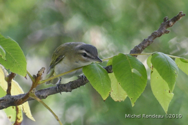 img_1925C.jpg - Un viréo aux yeux rouges | Red-eyed Vireo