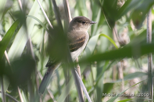 img_1957C.jpg - Moucherolle phébi | Eastern Phoebe