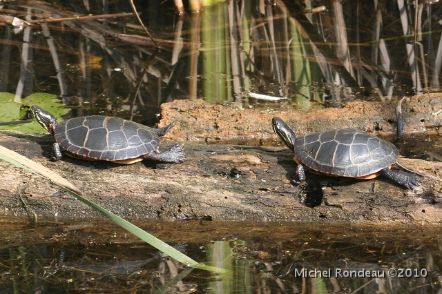 img_1962C.jpg - Tortues | Turtles