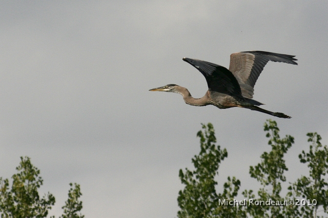 img_1975C.jpg - Grand héron | Great Blue Heron