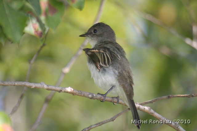 img_2277C.jpg - Moucherolle phébi | Eastern Phoebe