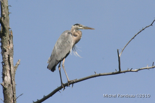 img_2338C.jpg - Grand héron | Great Blue Heron