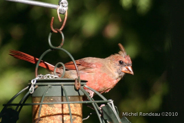 img_2690C.JPG - Jeune cardinal rouge au domicile | Young Northern Cardinal at home
