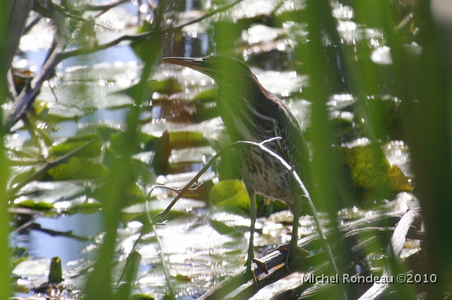 img_2820C.jpg - Je suis déterminé à prendre un photo de toi héron vert I'm determined to get a decent photo of you Green Heron