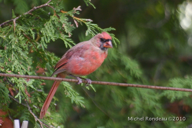 img_3215C.jpg - Cardinal rouge | Northern Cardinal