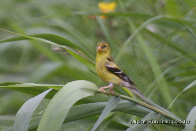 img_3291C.jpg - Chardonneret jaune | American Goldfinch