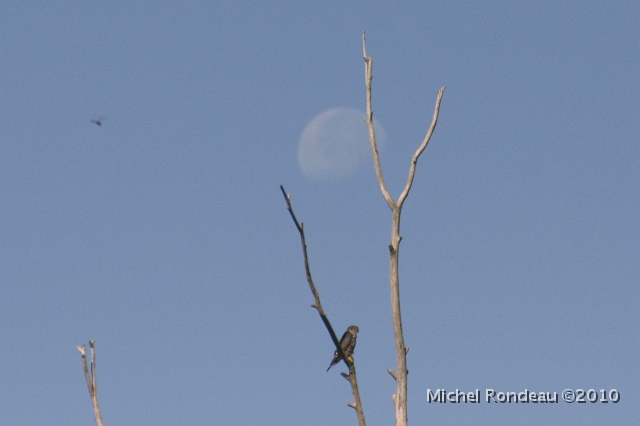 img_3331C.jpg - Faucon, lune, libellule | Merlin, Moon, Dragonfly