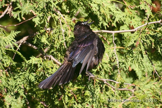 img_3405C.jpg - Que fait ce quiscale? | What the Grackle doing?
