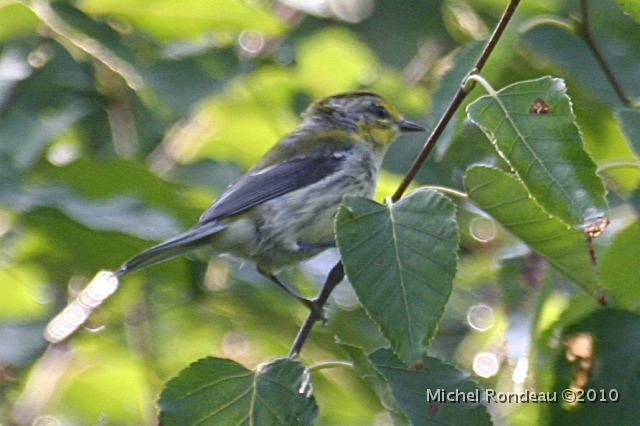 img_9620C.jpg - Jeune paruline à gorge noire | Black-throated Green Warbler