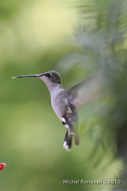 img_3524V.jpg - Eh oui, c'est le colibri qui se cachait | Oh Yes, the Hummingbird was hiding