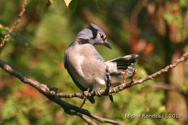 img_3542C.jpg - Geai bleu | Blue Jay