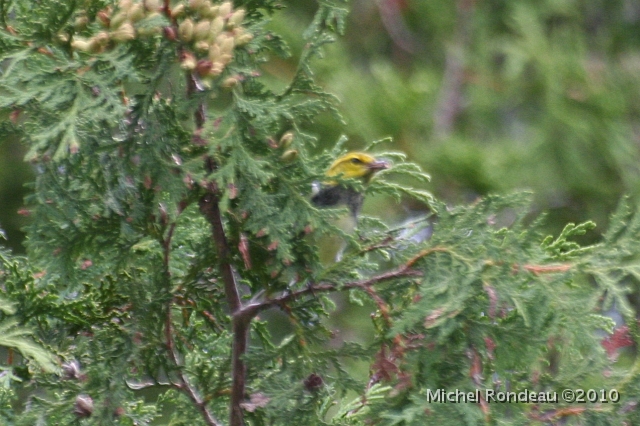 img_3596C.jpg - Il y avait des parulines à gorge noire ce matin I had a few Black-throated Green Warblers this morning