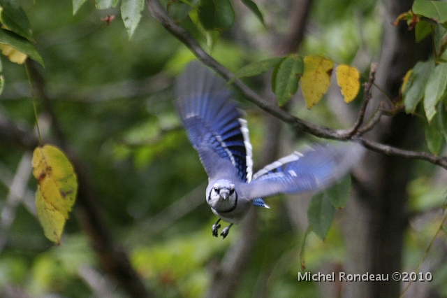 img_3640C.jpg - Bleu arrive | Blue is coming