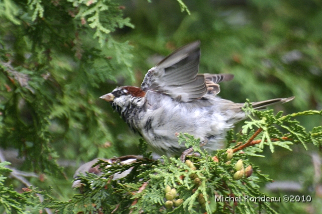 img_3840C.jpg - Moineau domestique | House Sparrow