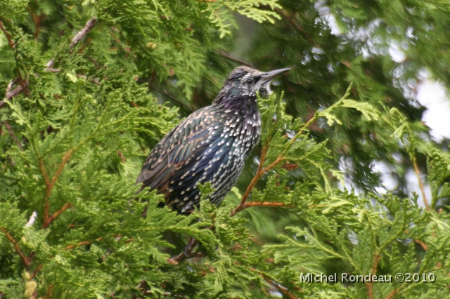 img_3894C.jpg - Étourneau sansonnet | European Starling