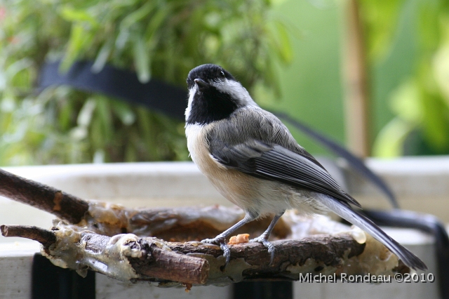 img_3915C.jpg - Mésange à tête noire | Black-capped Chickadee