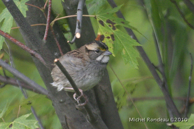 img_4388C.jpg - Bruant à gorge blanche | White-throated Sparrow