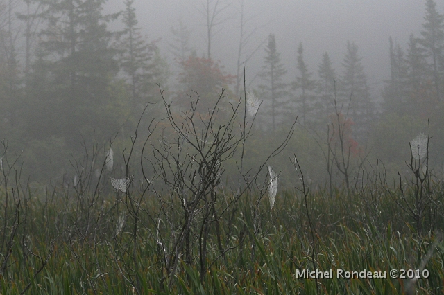 img_4399C.jpg - Marais dans brouillard | Marsh in the Fog