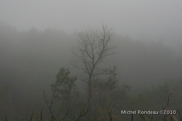 img_4408C.jpg - Arbre dans le brouillard | Tree in the Fog
