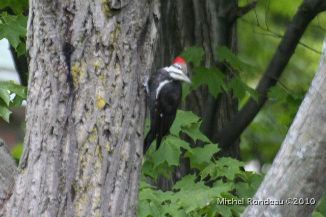 img_5720C.jpg - Grand pic | Pileated Woodpecker