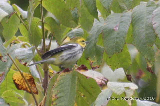 img_6131C.jpg - Paruline à gorge noire | Black-throated Green Warbler