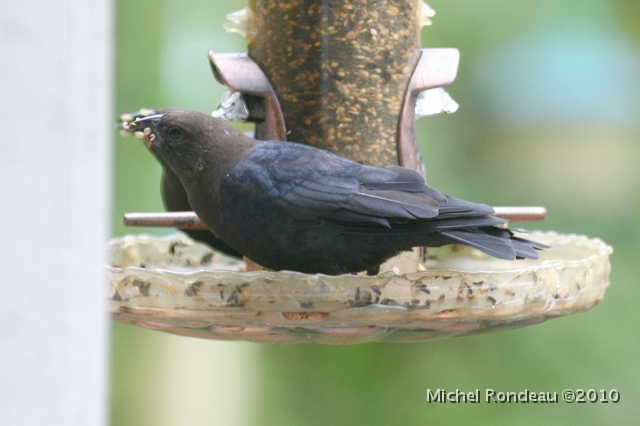 img_6152C.jpg - Vacher à tête brune dans la mangeoire | Brown-headed Cowbird in feeder