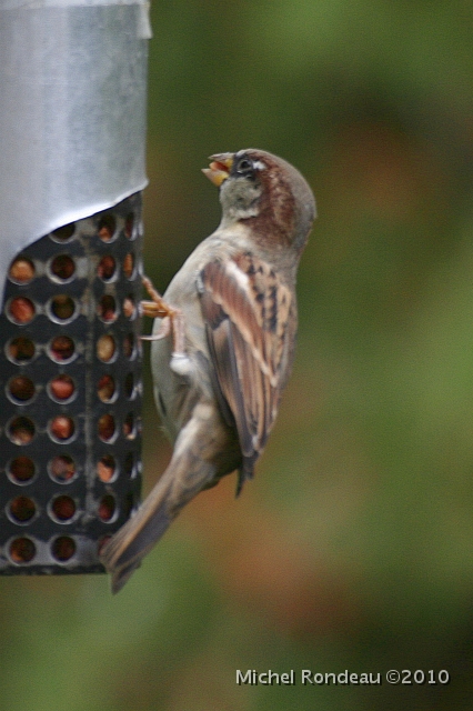 img_6156V.jpg - Le moineau dans le silo a "peanuts" | House Sparrow at the peanuts