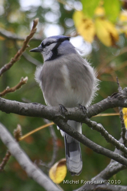 img_6173V.jpg - Profil bleu | Blue Profile