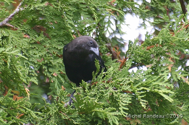 img_6190C.jpg - Vacher à tête brune | Brown-headed Cowbird