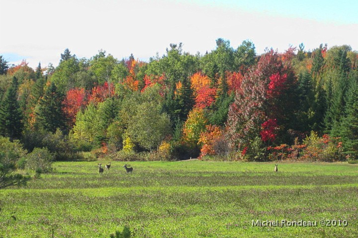 chevrOct10.JPG - Paysage d'automne de ma fille Isabelle | Autum Scane from my daughter Isabelle