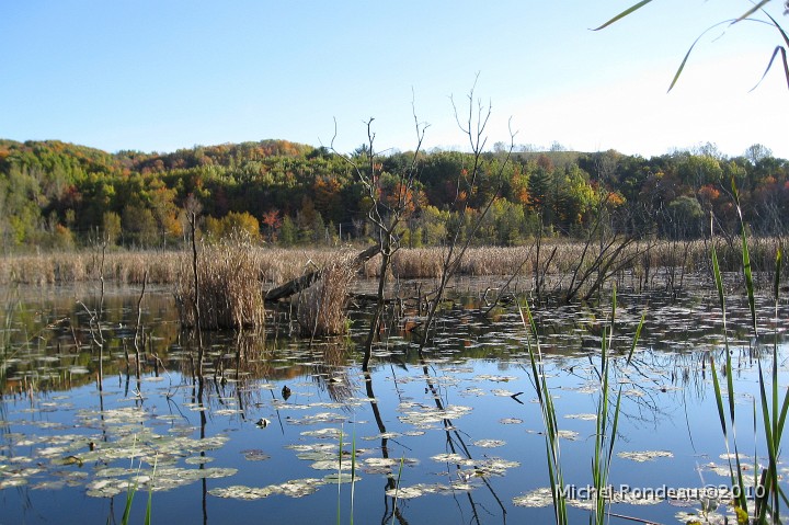 img_3765C.jpg - Le marais en automne | The Marsh in Autumn