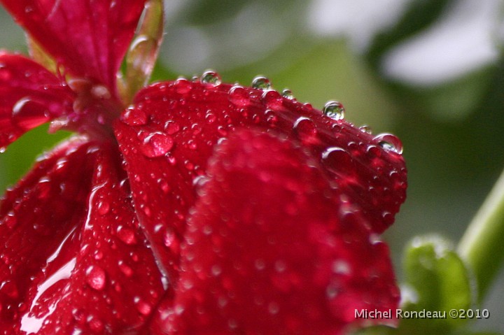 img_6304C.jpg - Pluie sur geranium | Rain on Geranium